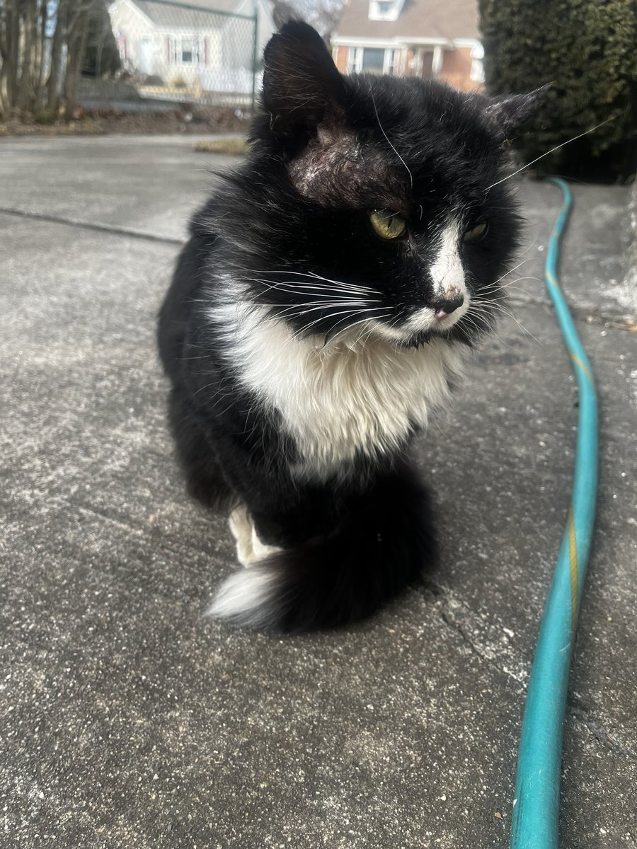 3catfriends's tweet image. need a rescue and vet to help this cat please! long island new york. this was yesterday. i haven’t seen him today but my neighbor did. he seems friendly, not feral. hoping to find a safe warm home. 🖤🤍🖤🤍