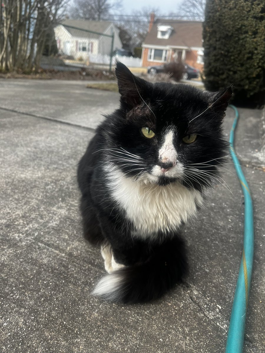 3catfriends's tweet image. need a rescue and vet to help this cat please! long island new york. this was yesterday. i haven’t seen him today but my neighbor did. he seems friendly, not feral. hoping to find a safe warm home. 🖤🤍🖤🤍