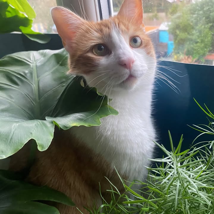 Mayhew 🐶🐱 tweet media