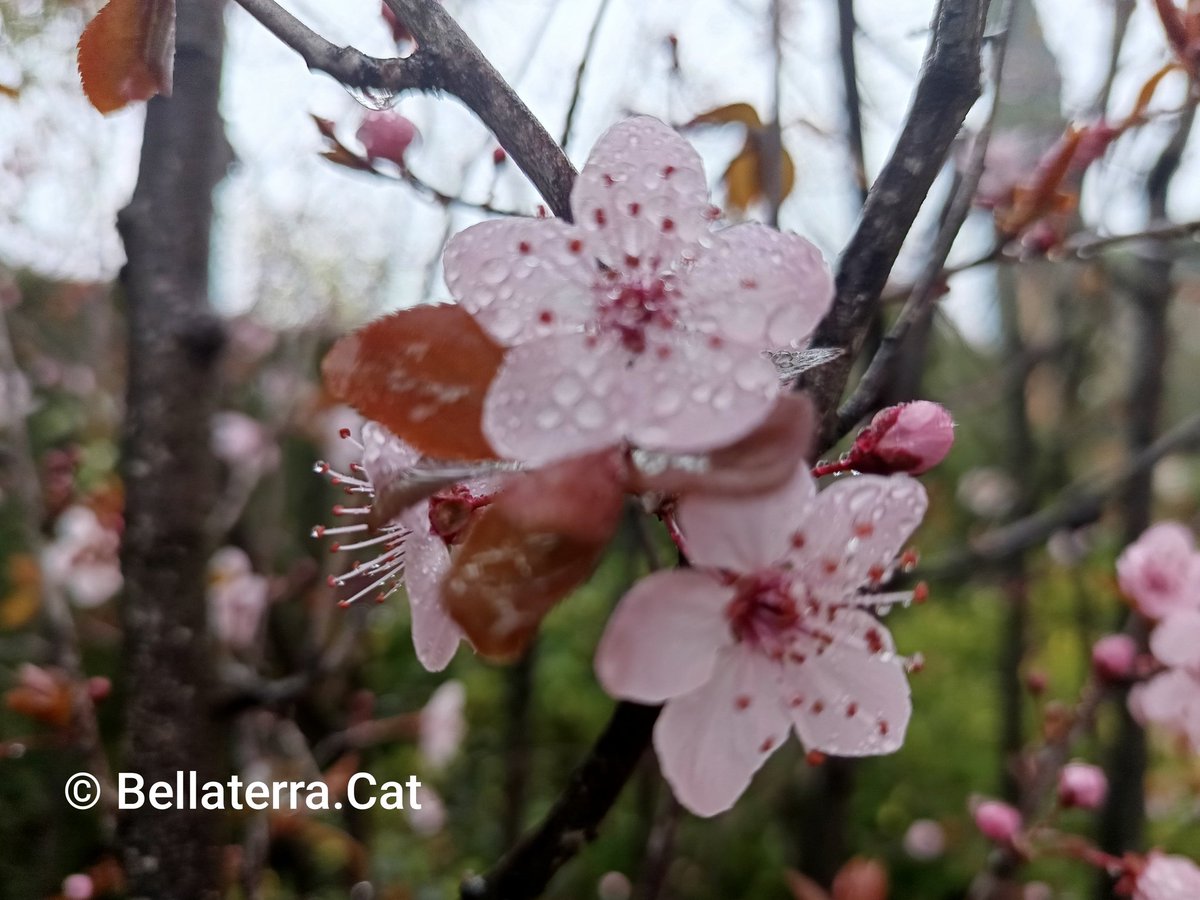 BELLATERRA.CAT tweet media