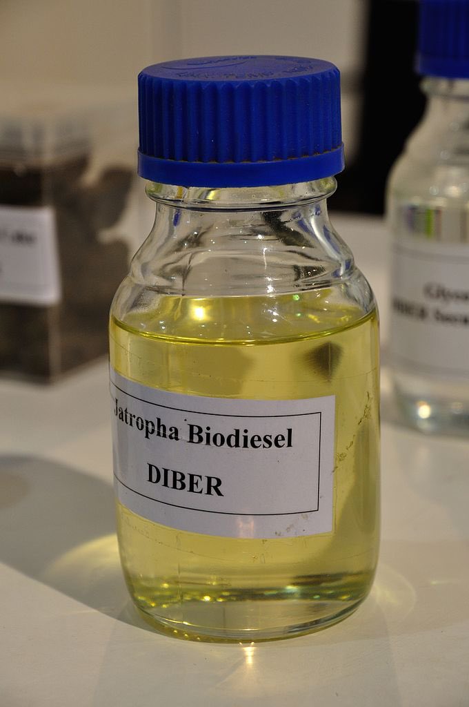 HerbalistChief's tweet photo. This plant is called the “petroleum plant”

The seeds contain hydrocarbons which can be processed to produce high quality biodiesel fuel that can be used in diesel engines.

The plant is banned in most countries. https://t.co/QCBzvTAE8f