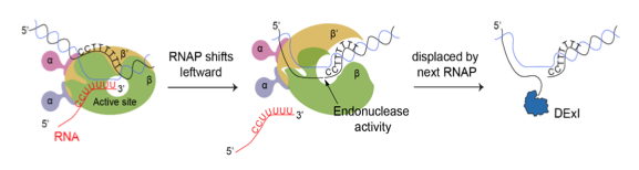 What RNA polymerase gets up to in the genome and how mutations happen!  Out in Nature today!  Many thanks to many collaborators and congrats to 1st author Jingjing Liu! nature.com/articles/s4158….