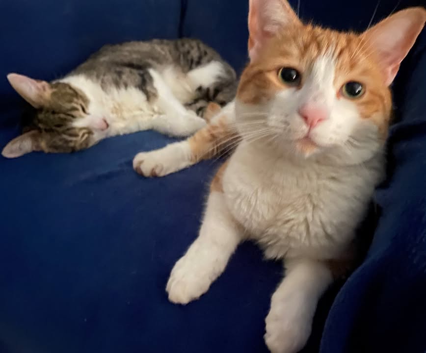 Carl and Sonia had one important request when being rehomed - that they stay together. Fortunately, they found someone who had room in their hearts and home for both of them. We are so pleased Carl and Sonia found the forever home they deserved - together. 💜 #HappilyRehomed