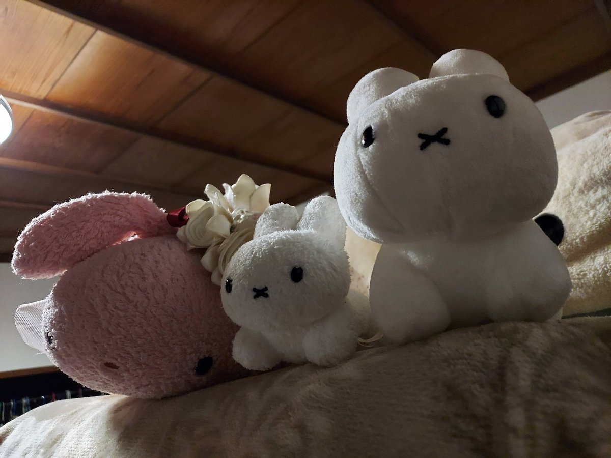 nui_momo's tweet photo. にだんべっどにいるー https://t.co/etvLRiXvae