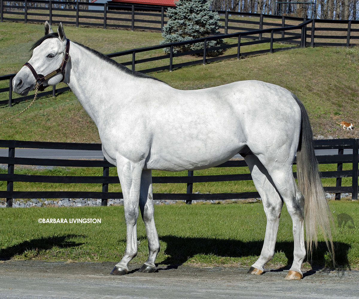 The first crop by #NYsire Venezuelan Hug hits the track this year and owner <a href="/SpedaleRacing/">Sal</a> is ready to reward everyone who believes in the <a href="/_MillCreekFarm/">Mill Creek Farm</a> resident with free stud fees! The, “best kept secret in NY," is a GSW by Constitution. Full story: tinyurl.com/bdzy9jd7