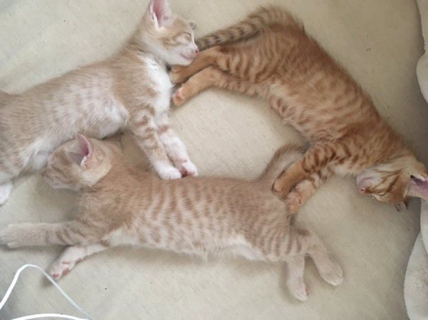 ねこのひ
うちのかわい子ちゃんたちでいいかな
フライングして寝よう