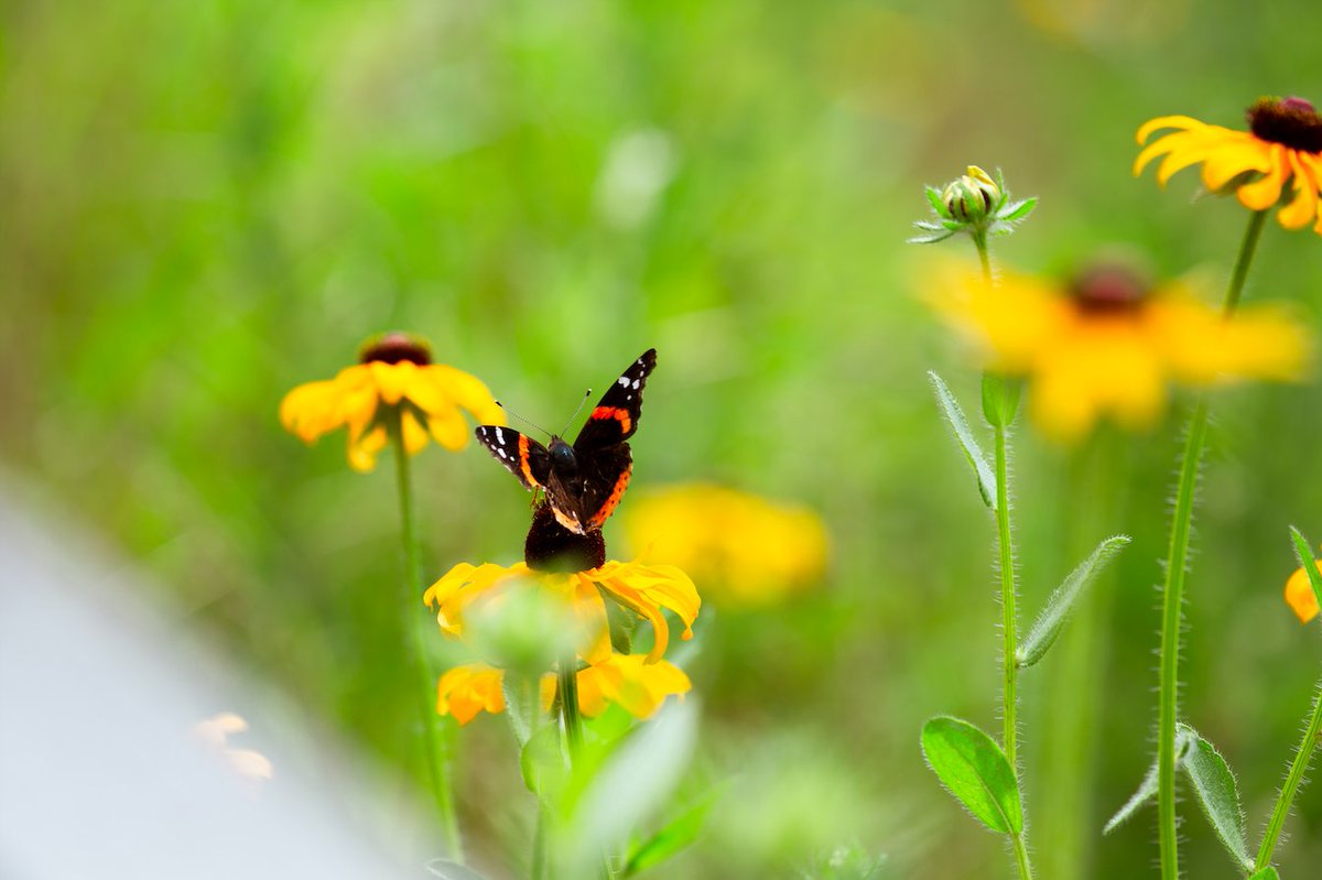 TheMeadoway tweet media