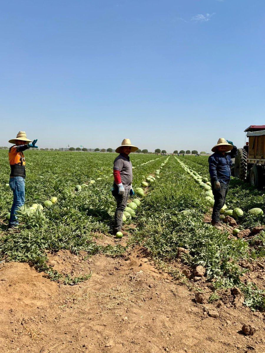 A farm worker shared this photo with us from an Arizona watermelon field . It's physically demanding work. The loader crew is responsible  for picking pick up hundreds of watermelons and loading them into the trailer. #WeFeedYou