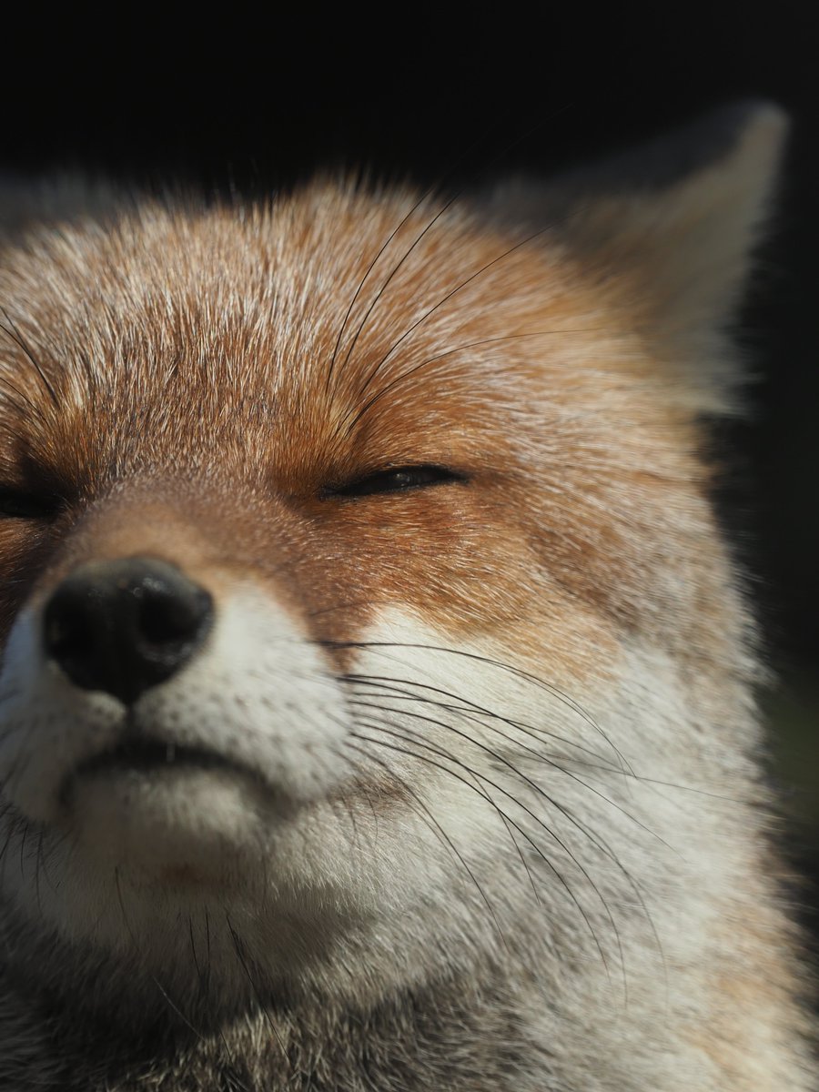 VulpesPerson's tweet image. 