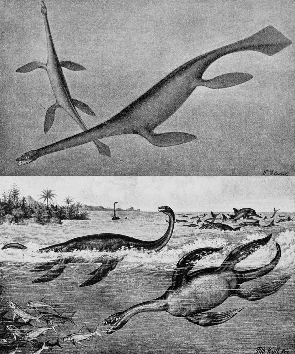New paper out! 🎉

64 pages of #osteology, with some #taxonomy and a scent of #phylogenetics! The monstrosity called #Seeleyosaurus is finally off our desks!

The paper was published in <a href="/AnatRecord/">The Anatomical Record</a> and can be accessed here:
👉 doi.org/10.1002/ar.256…