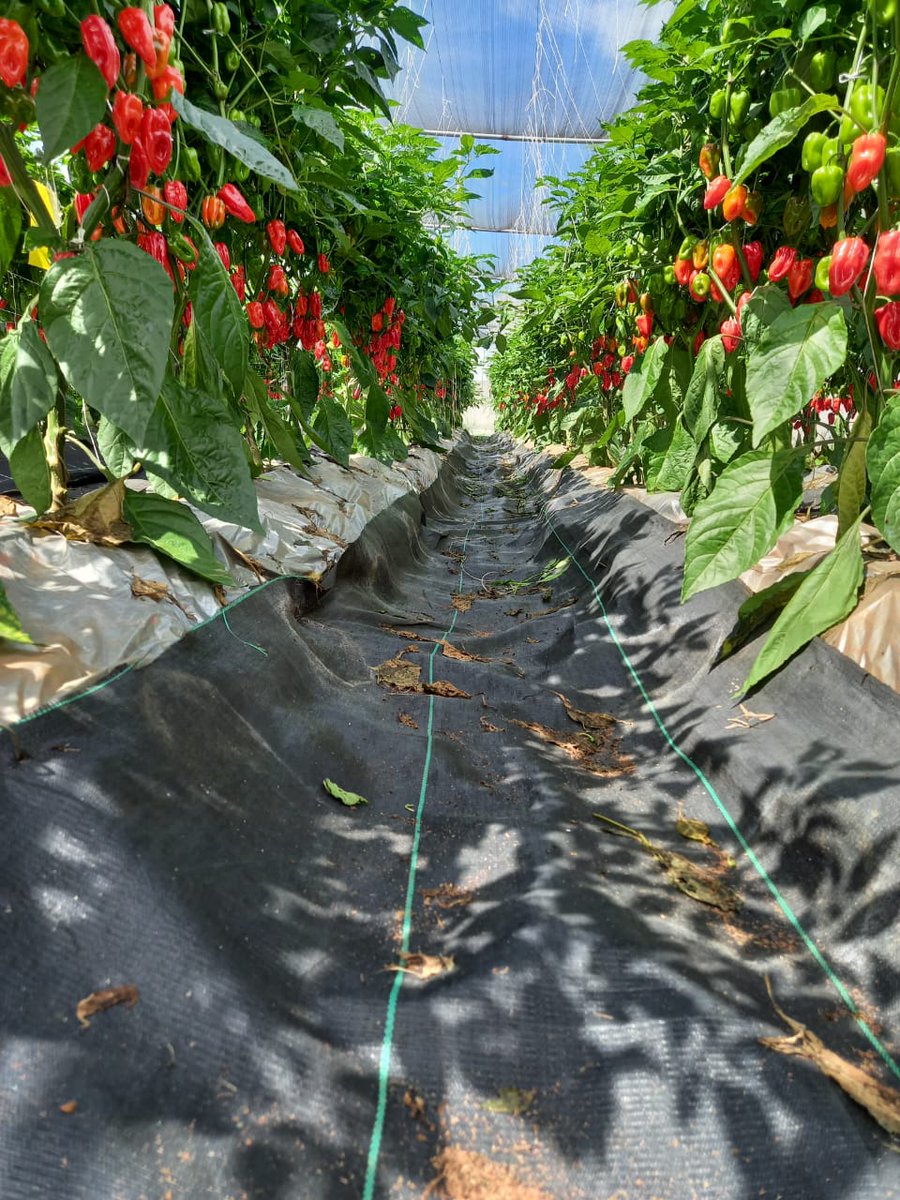 okoreuchenna's tweet photo. Food wey sweet na money kill am 😀.

Pictures of AfadjaRZ F1 &amp; Lengai RZ F1 in Soilless Farm.
In summary, good seed + best management practices = Excellent yield.
Our training on crop management begins in March. 
#Seedforthagro #Peppers #Nigeria #Farming #Vegetables #Agriculture https://t.co/ku4bs0cMqT