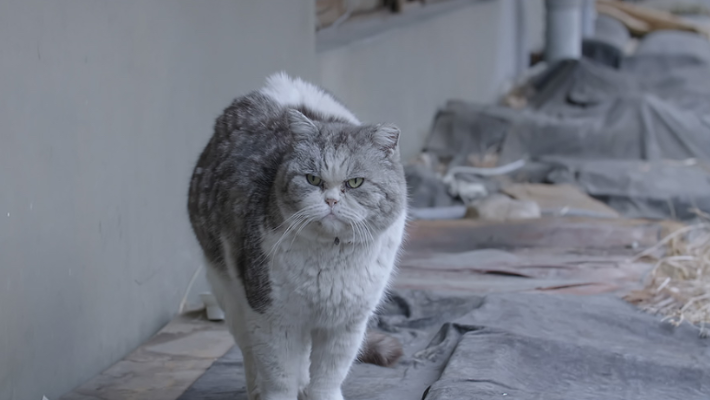 222が猫の鳴き声「にゃんにゃんにゃん」と読めることから2月22日は「#猫の日」だそうです。
画像はドキュメンタリー映画の猫『ねこしま』『五香宮の猫』『猫が教えてくれたこと』『猫たちのアパートメント』#猫 #ネコ #ねこ #Cat