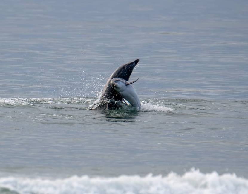 It is truly a fin-tastic day! Wishing you all a happy National Wildlife Day from the OBX. Keep up the great work protecting wildlife--big and small.

📷: @capehatterasnps on Instagram