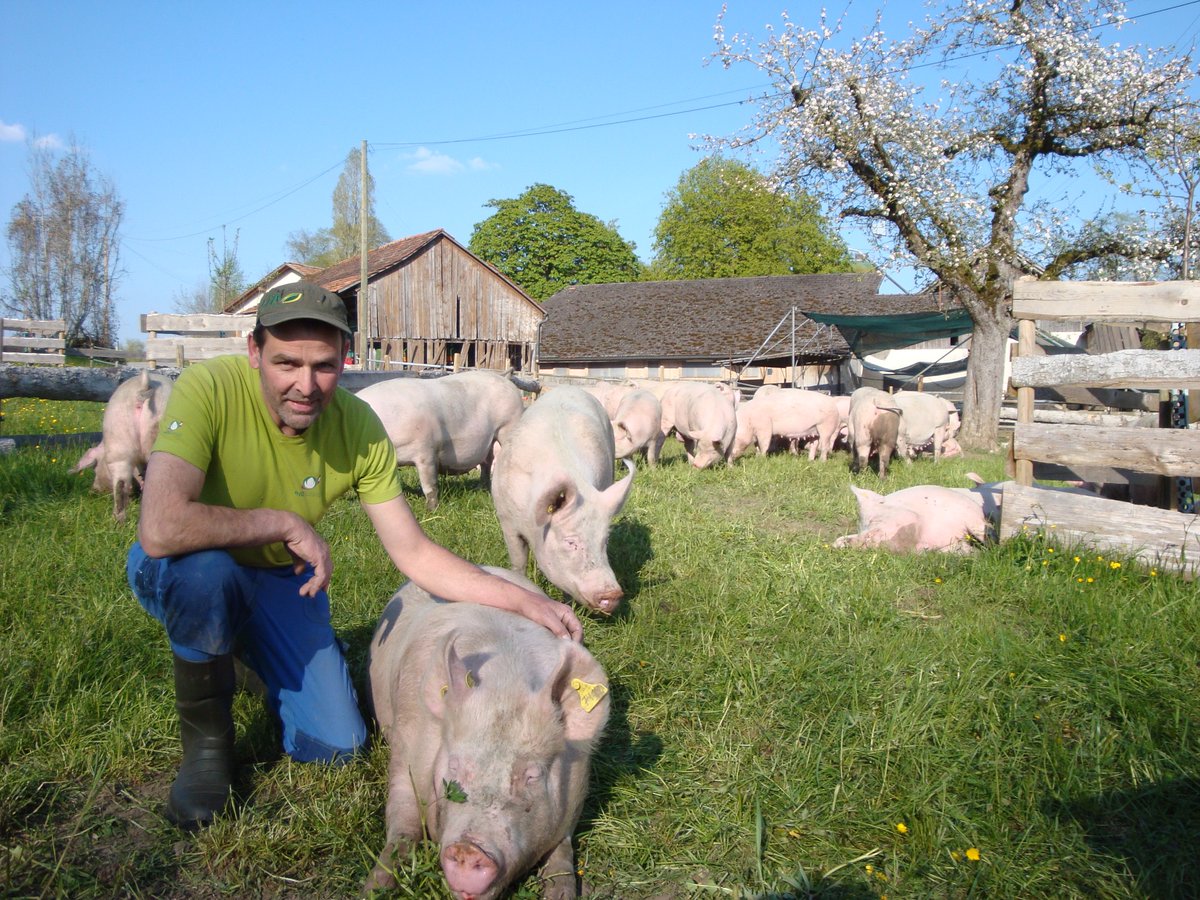 «Il convient de collaborer davantage avec les praticiennes et praticiens»

La série «Voix de la biodiversité» continue avec Peter Haldemann. Il est agriculteur bio à Raperswilen, et membre du comité directeur de la Fédération agricole thurgovienne.

pulse.ly/mfirs9kgnh