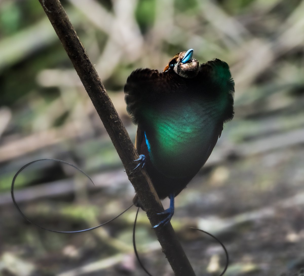 Birds-of-paradise are even more extraordinary than we thought! ✨

Renowned for their dazzling plumage, researchers have now discovered that many of these birds are biofluorescent! 🔬💚

Their feathers and other body parts absorb UV or blue light and emit it at lower frequencies,