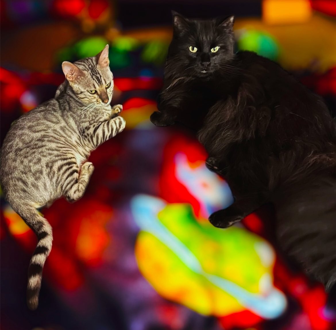 jacstackz's tweet photo. @mega_bonanza my two kitties are my world. i'm a dog person, but i got them when my dog passed away because it was too hard too sad to get another dog😓 so i got a cat instead, and eventually there was a stray group of bengal kittens dropped in my neighborhood &amp; we decided to keep one. my 🌎❤️ https://t.co/uAuPC5J59Z