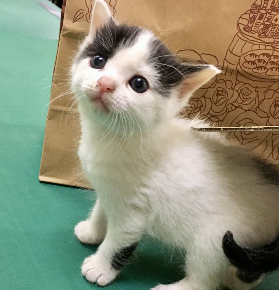 猫の日なのでこのポストの｢いいね数×1円｣を保護猫活動に寄付します🐈✨
みんなイイネください！全ての猫ちゃんが幸せになりますように！！

期限：2025.2.22  24時まで   #猫の日