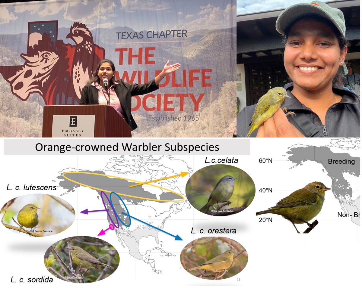 Exciting research from <a href="/DilekaKARIYAWA3/">Dileka Kariyawasam</a> on Orange-crowned #Warblers. The Wildlife Society Conference - TX Chapter! 🐦 🪶 stable #isotope #avian #migration

<a href="/UTRGVResearch/">UTRGV Division of Research</a> <a href="/UTRGVCOS/">UTRGV College of Sciences</a> <a href="/UTRGVNewsroom/">Newsroom at UTRGV</a>