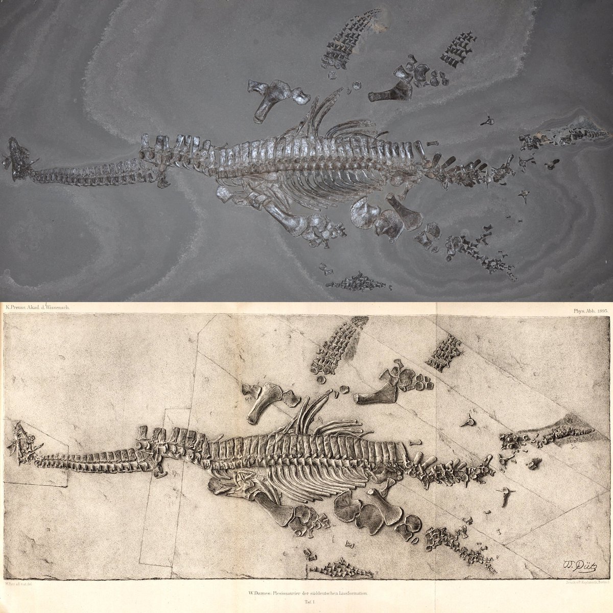 🚨 New plesiosaur paper 🚨
After 12 years of work, our paper about Seeleyosaurus was published today. It was the first complete plesiosaur found in Germany. The holotype at the NHM Berlin is almost complete, articulated and even has fossilised skin. 1/6
#FossilFriday #Science