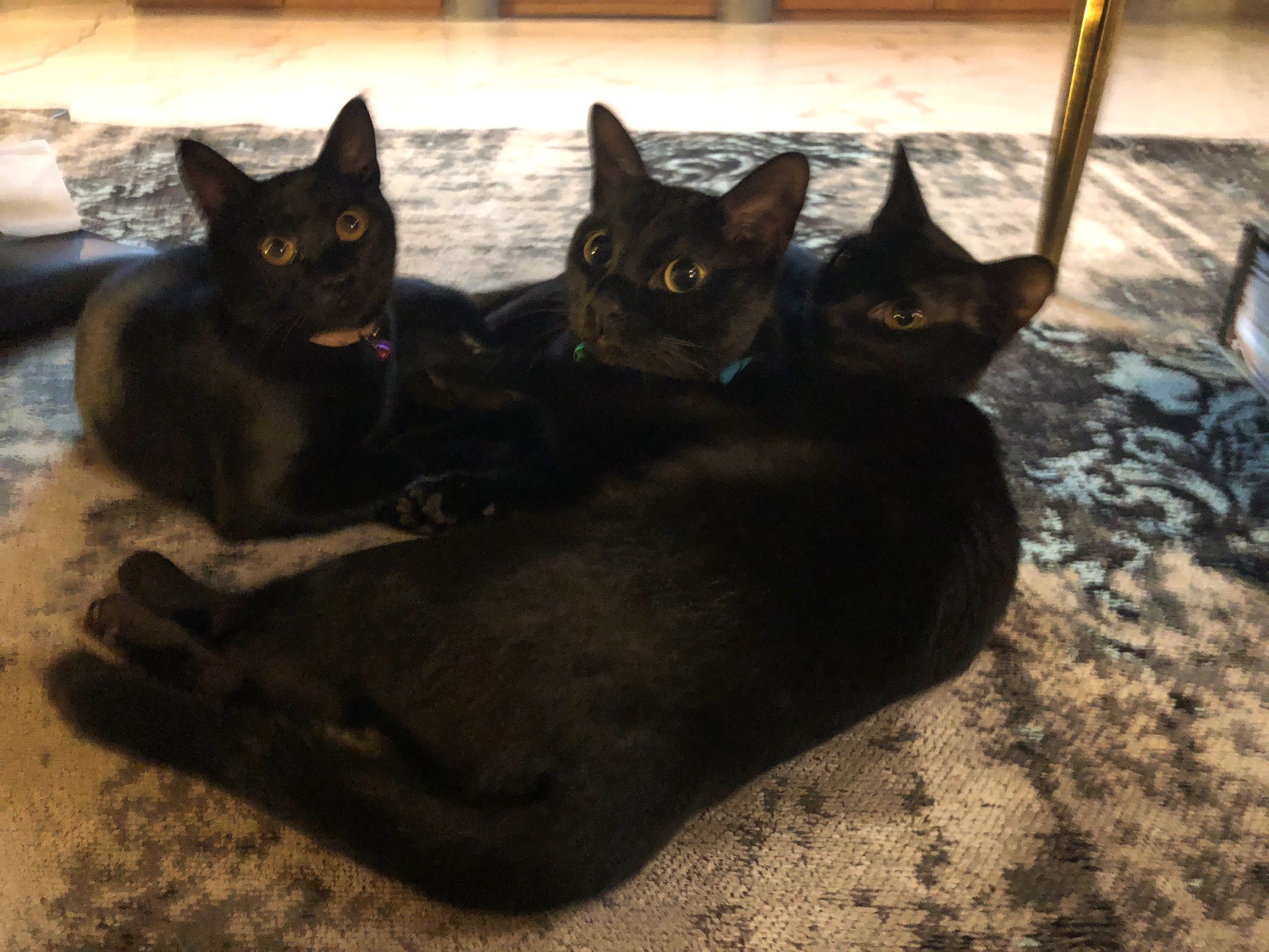 総合福袋 ジジぷったん2024 体も心も丸く丸く誰にでもどの猫に 総合福袋 ジジぷったん2024 体も心も丸く丸く誰にでもどの猫に