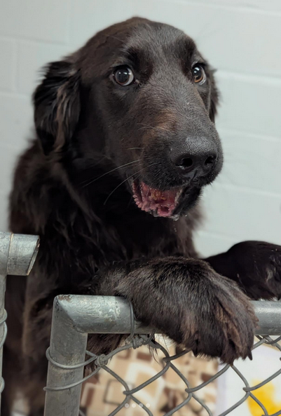 WKYT's tweet photo. Bystander rescues dog from children throwing rocks at him in Lexington. Here's how you can help >> https://t.co/XJqsCGDB73 https://t.co/GlUtijlyNs