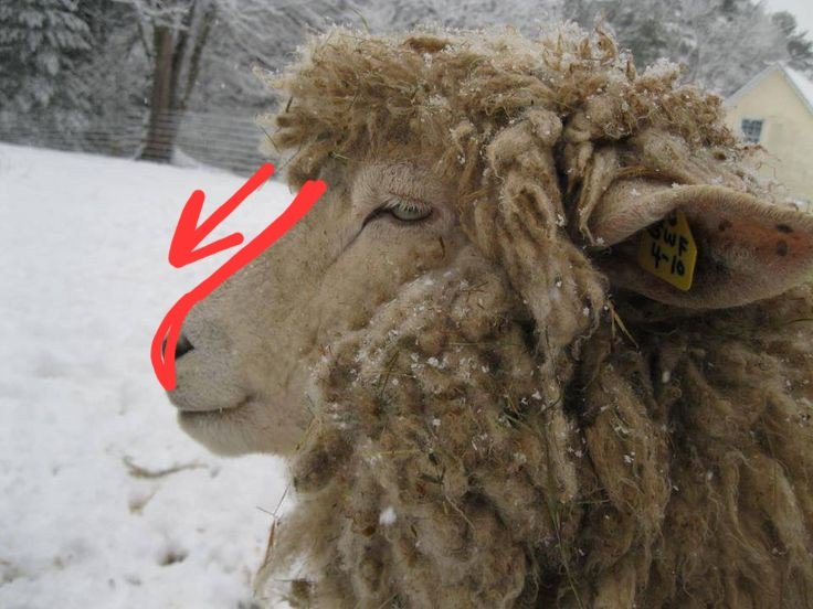 I NEED TO SEE MORE SHEEP/GOAT SONAS THAT ACTUALLY HAVE SLOPED NOSE BRIDGES