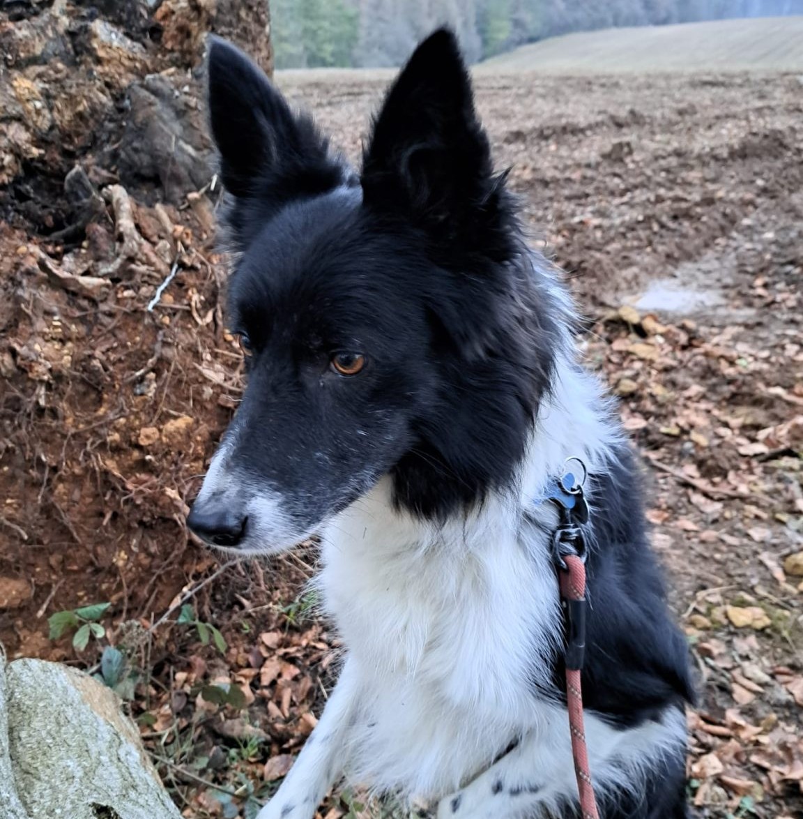 Could you help our colleagues at Teckles? They are looking for a new home for Shep  who is around 4 years old. Shep has found his way back to Teckels through no fault of his own after his owner sadly passed away.
Please contact Teckels directly - teckelsanimalsanctuaries.co.uk/animals/shep/