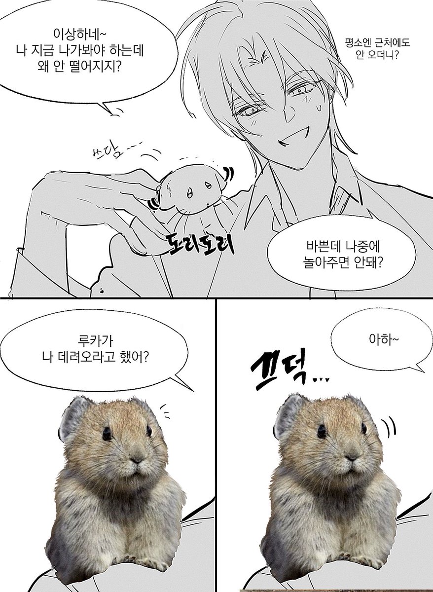 솜개 tweet media