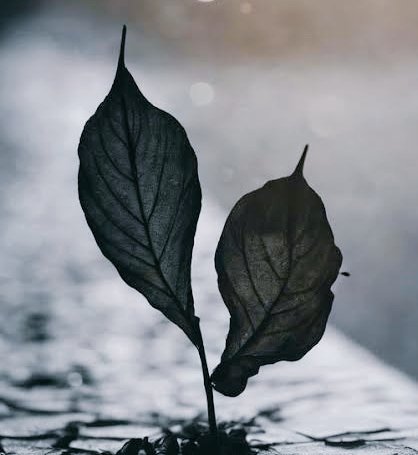 Oh, mighty lord 
Like a fool I often 
question your grand plan 

Letting the ego own my heart
and rage blind my
fading conscience 

Forgive me for I am just 
a human made of earth

I surrender today 
I surrender now.

#poetry