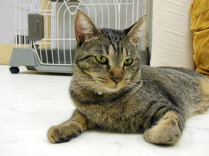 #猫の日 
寝落ち前の猫