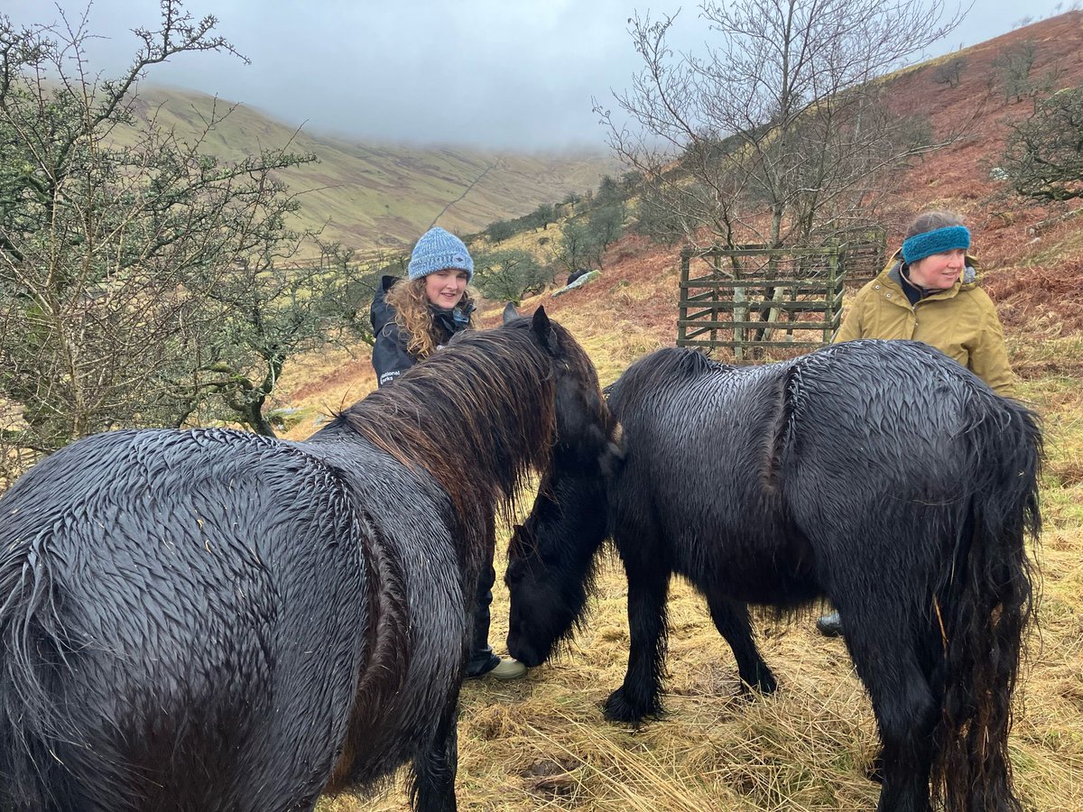 LakesFarming (@farminglakes) on Twitter photo Yesterday our Ladies with Livestock braved the wet and windy weather to visit a fell pony herd near Tebay. Libby from <a href="/heritage_fell/">Fell Pony Heritage Trust</a> led the walk and told us lots of interesting facts about the native breed. Yesterday our Ladies with Livestock braved the wet and windy weather to visit a fell pony herd near Tebay. Libby from <a href="/heritage_fell/">Fell Pony Heritage Trust</a> led the walk and told us lots of interesting facts about the native breed.