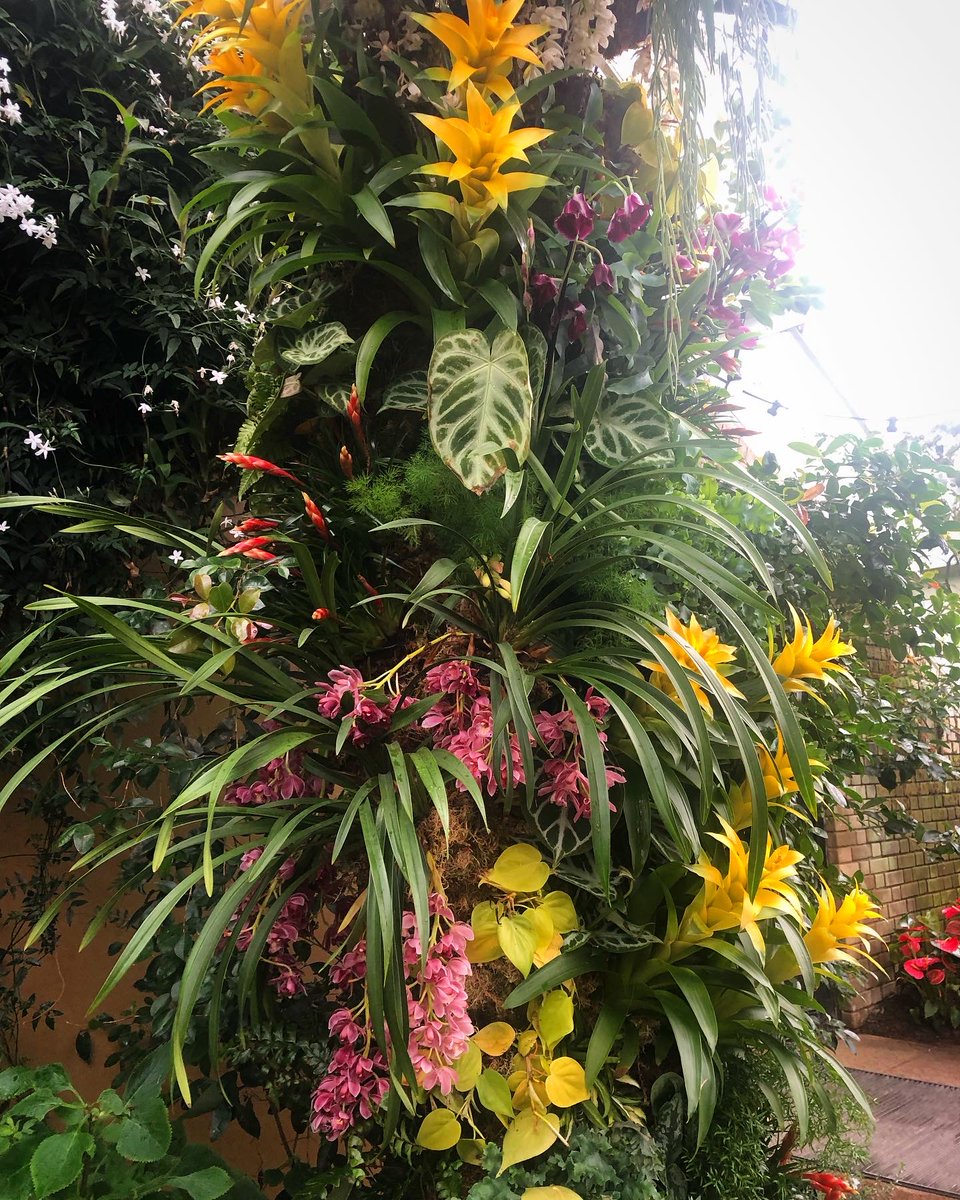 AndreaDumbrell's tweet photo. Today I went to Kew Gardens and found some beautiful orchids (and a llama). When you’ve finished admiring them why not head to my JustGiving page and donate to my @RefugeeTales  fundraiser? That would be beautiful too. (Link in comments) #RefugeeTales #Refugees #Orchids https://t.co/bOWedfN96s