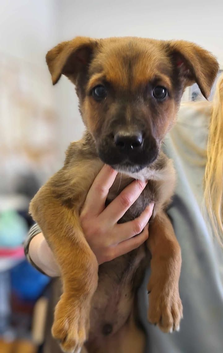 Znaleziono psa, Lublin
Corin to szczeniak, który trafił do Schroniska z ul. Mełgiewskiej.
wieszgdziezwierz.pl/psy/znalezione…
#znalezionopsa #znaleziono #pies #lublin