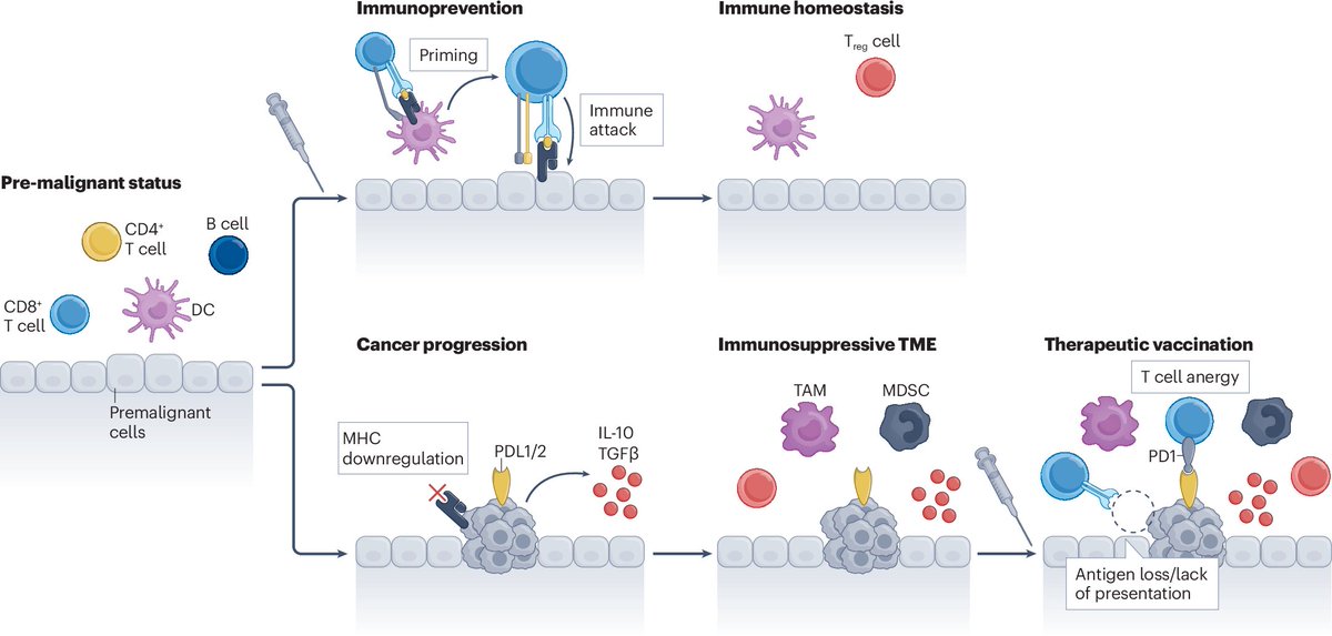 For readers interested in cancer immunotherapy, this Review in our February issue discusses opportunties and challenges in using vaccines for cancer prevention
nature.com/articles/s4157…
rdcu.be/eaNxo