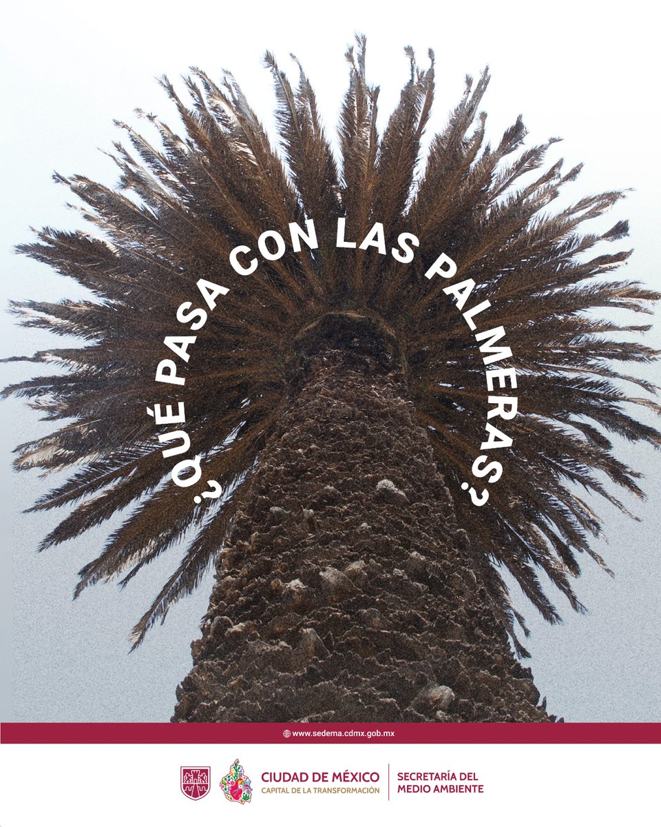 ¿Te has preguntado qué está pasando con las palmeras en la CDMX?🌴

Aquí te dejamos una valiosa información que te permitirá conocer las acciones que llevamos a cabo desde la SEDEMA para fortalecer la biodiversidad urbana y mejorar la conectividad ecológica con las áreas verdes.