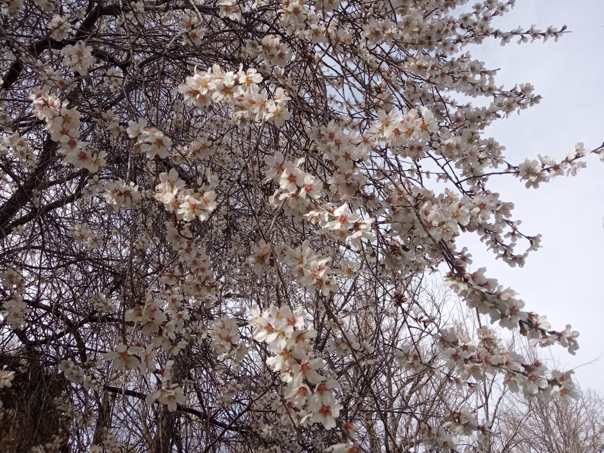 Almendros en flor en Hacienda Santa Cristina de Otíñar. Un síntoma de que no falta mucho para la primavera. 🌳 🌸 
#otiñar #haciendasantacristina #jaen #oleoturismo #almendros #almendrosenflor #primaveraadelantada #jovenesagricultores #mundorural
