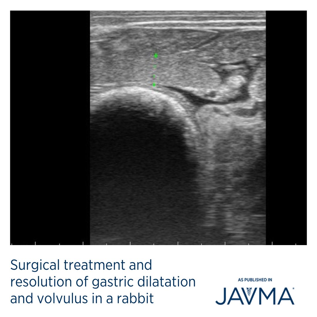 AVMAJAVMA's tweet image. How would you manage a 2-year-old neutered male New Zealand red #rabbit that was presented for inappetence, decreased stool production, and lethargy? 🐇 Learn more: jav.ma/rabbitgdv #GDV #surgical #volvulus #Oryctolagus