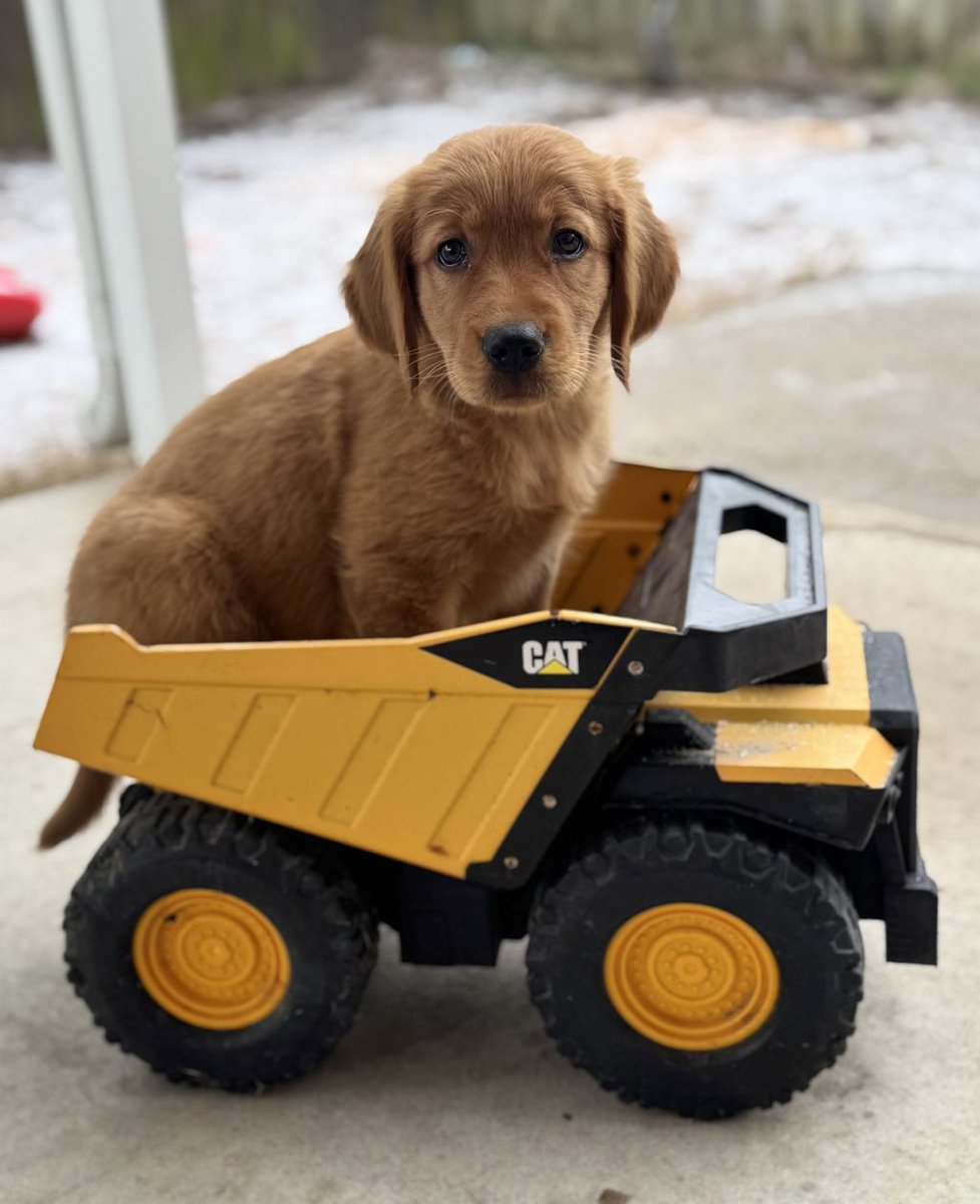 BlanchardCat's tweet image. Meet Fancy, a gorgeous golden retriever puppy, who is part of our Blanchard Family! Every day is better with a little puppy love! 
Who says #GoodBoyFriday can't be a good girl?