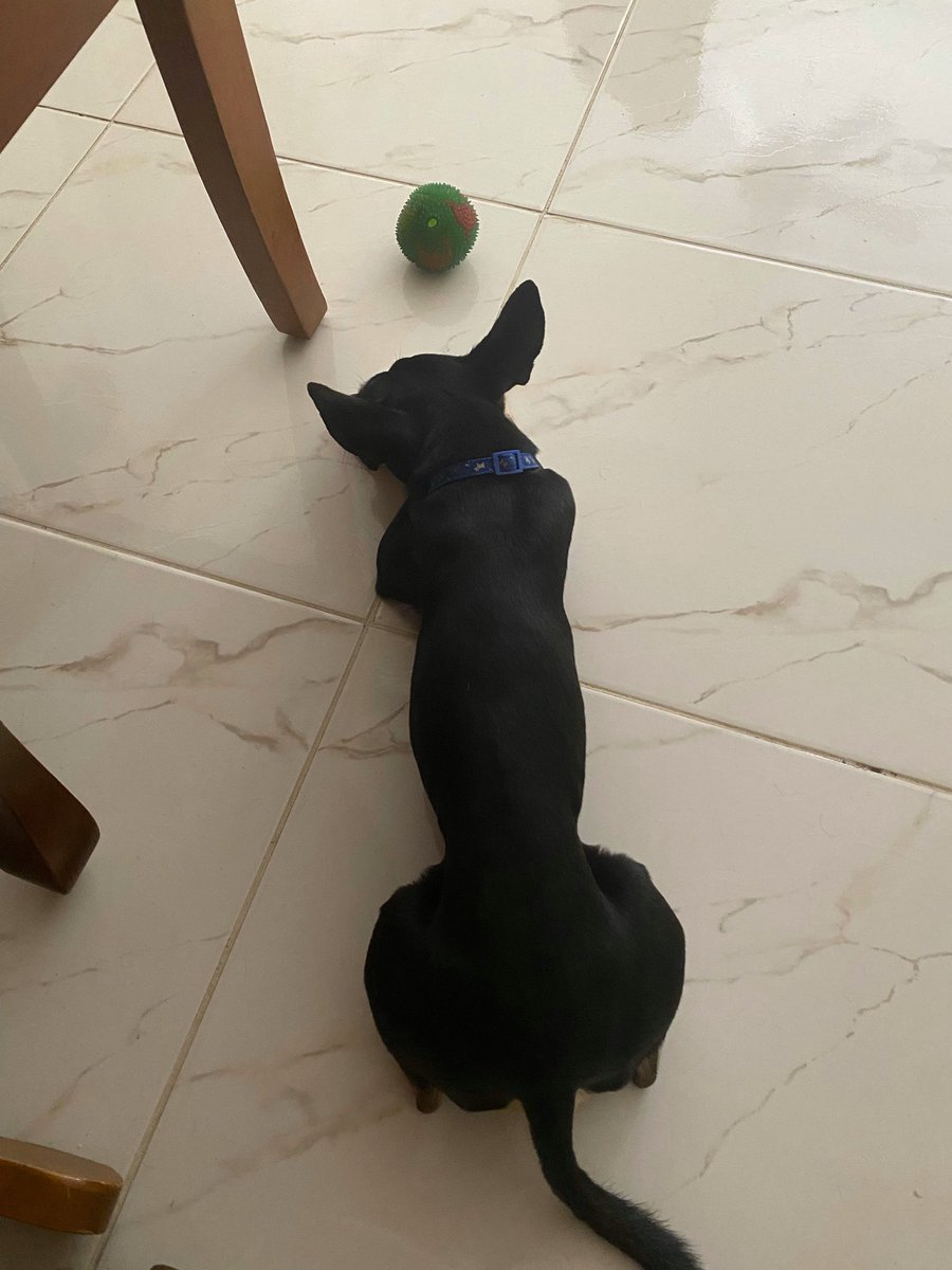 Pao_Glez01's tweet photo. Ya se hartó de traerme la pelota para jugar 😅
Bruno 🐾 #MaQueJode https://t.co/WWXL9aN3z0