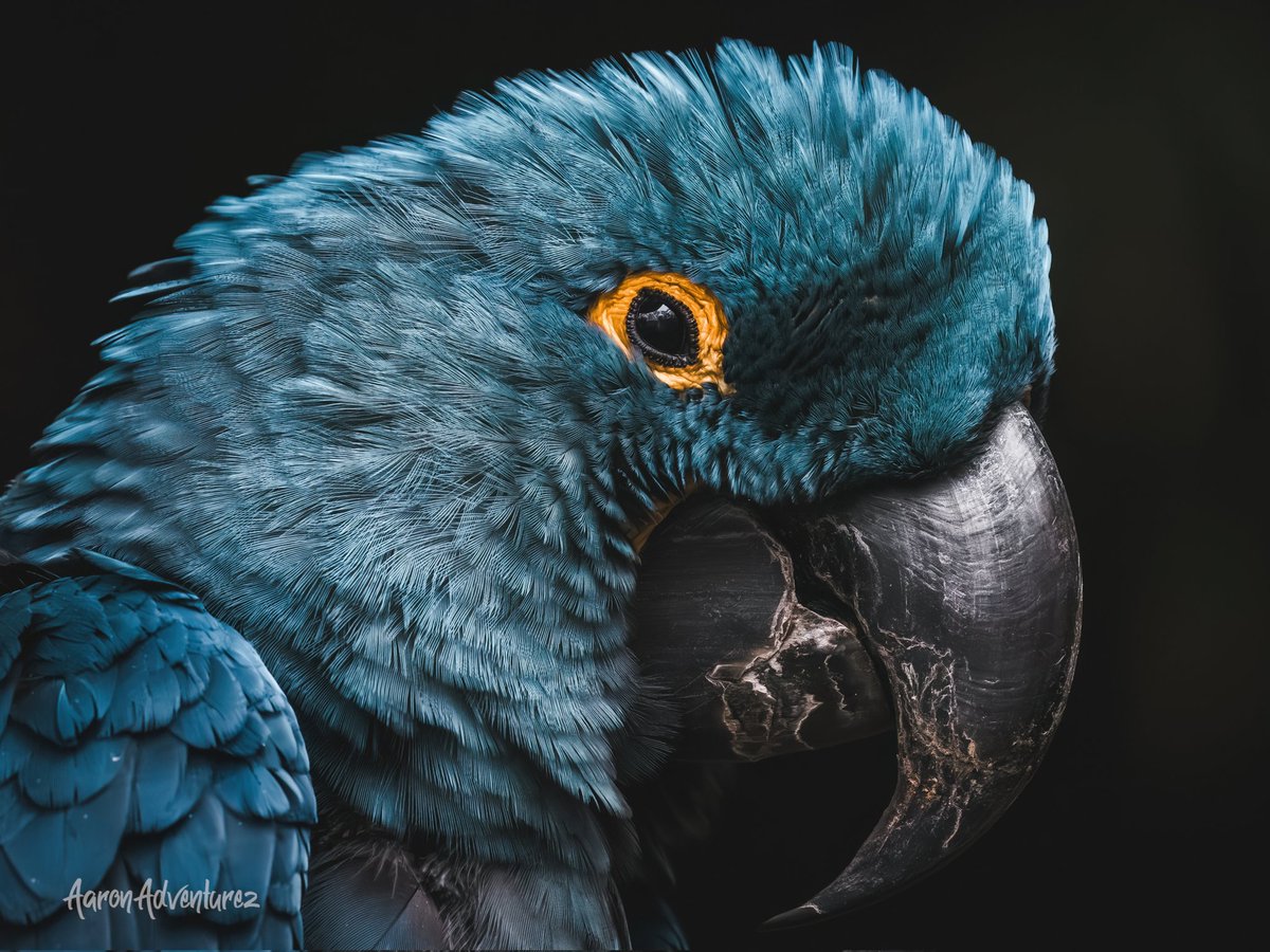 Beautiful Hyacinth macaw <a href="/SonyAlpha/">Sony | Alpha</a> <a href="/FortWorthZoo/">Fort Worth Zoo</a>