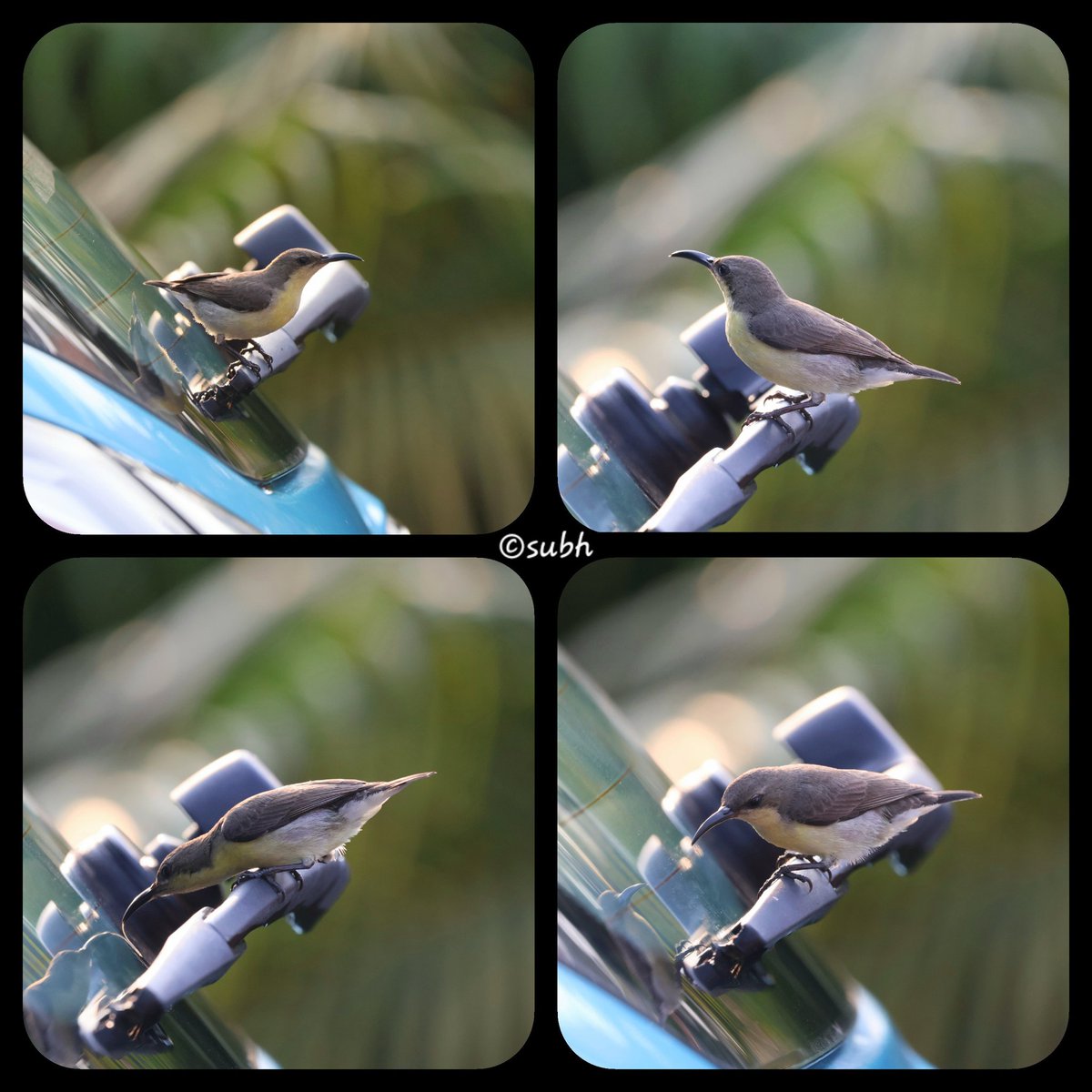 Definitely an unusual perch... Saw a confused lady sunbird on my rear wiper of my car. 🥰

#IndiAves #ThePhotoHour #BBCWildlifePOTD #natgeoindia