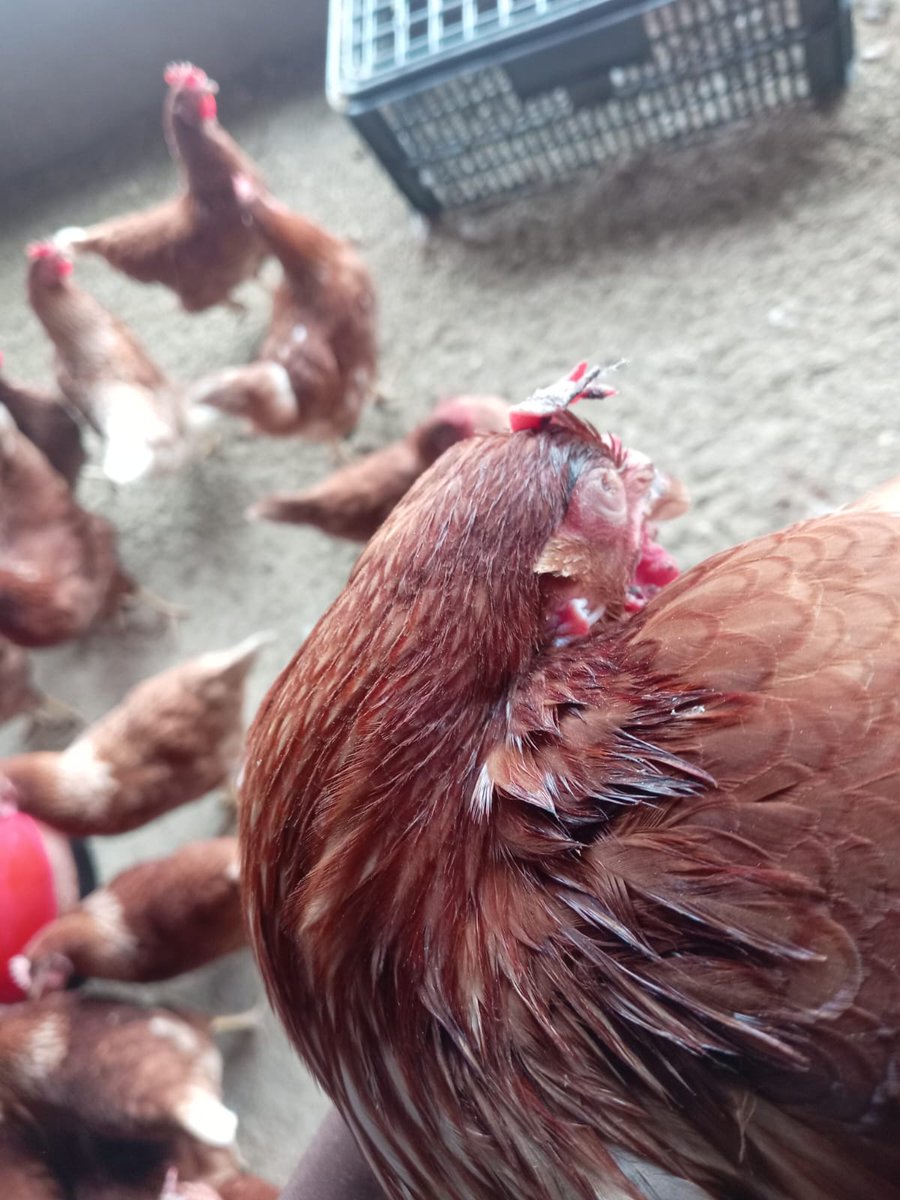 C_LPoultry tweet picture