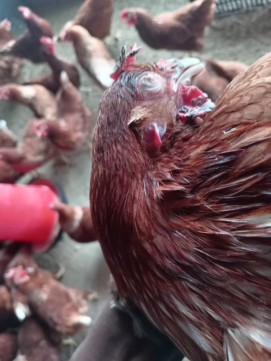 C_LPoultry tweet picture