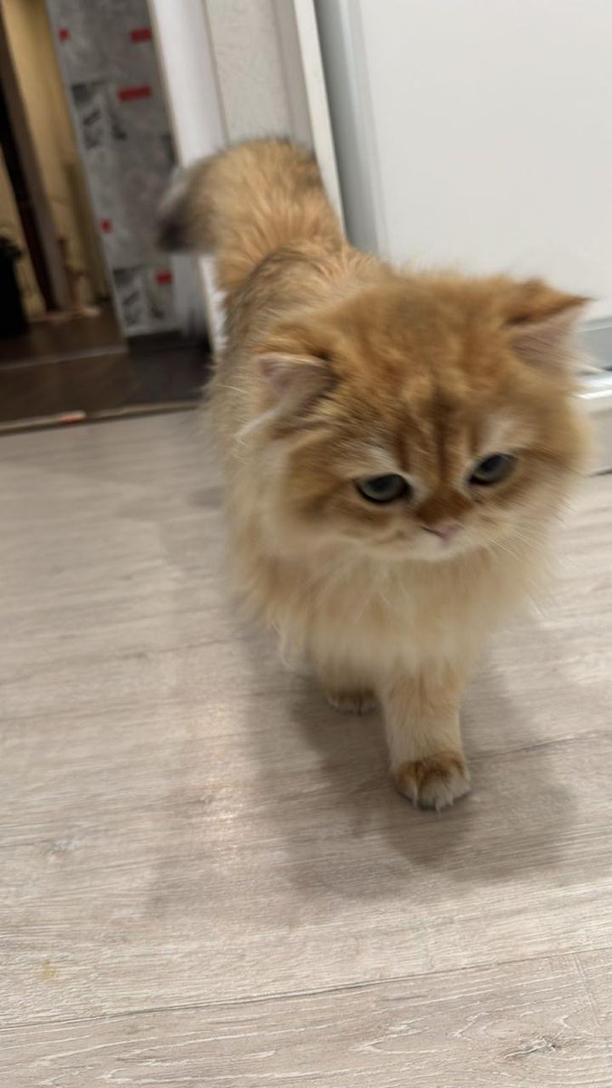 RedneckChan's tweet image. Мирного решения не будет