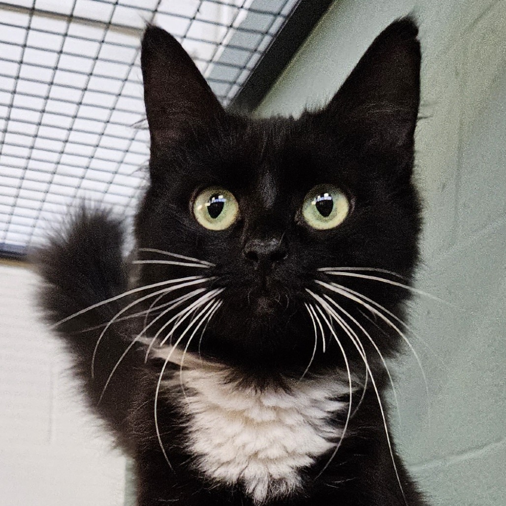 Meet some of our adorable cats that came in through our TNVR (Trap-Neuter-Vaccinate-Return) program 📷📷

Marcia, 7-month-old female
Petunia, 7-month-old female
Dandelion, 7-month-old female

Interested in adopting? Visit catdepot.org/adopt