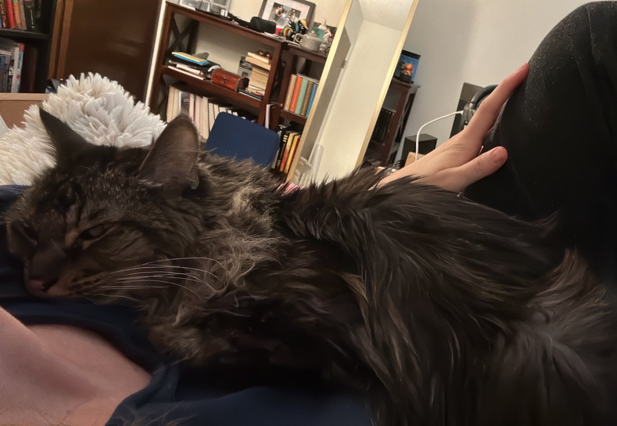 YukiTheFruity's tweet photo. She bit the vet. No remorse 😅😅

(Now i have to give her anti anxiety meds when I bring her in next month) 🥲

She’s an expensive lady, but she’s worth it

Feat: me desperately trying to get her to look at the camera lmao she’s not a social media cat that’s for sure https://t.co/XVCAPN08Fk
