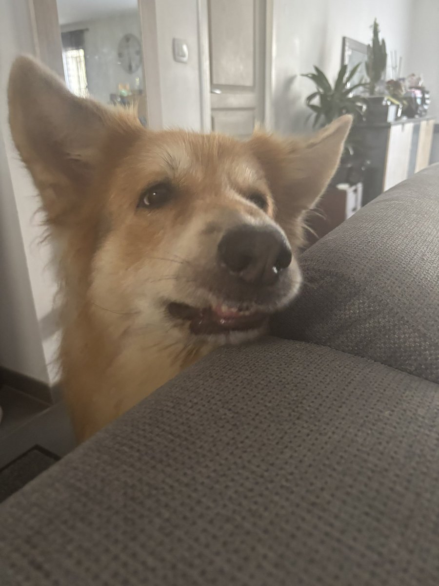 ennayaas's tweet image. quelqu’un a dit que mon chien ressemblait à jean lassalle