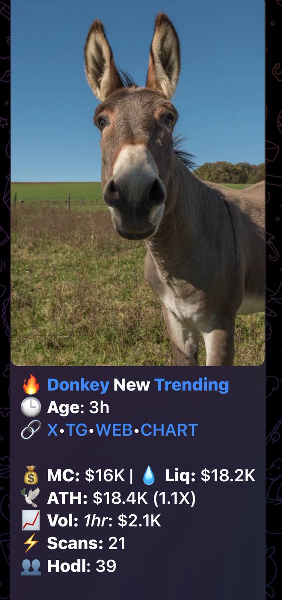 Donkey on sol tweet media