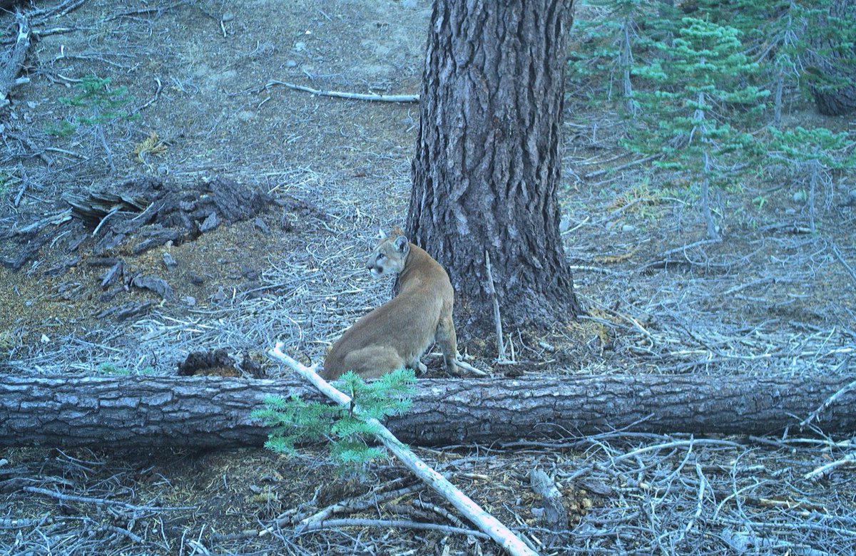 LakeTahoeUSFS's tweet photo. ATTENTION MT TALLAC TRAIL USERS!
We received a report of a mountain lion near the Mt Tallac Trailhead. Visitors should always take precautions to reduce the risk of encountering a mountain lion. Read more, view safety tips at https://t.co/HsxoBMxoDz. @CaliforniaDFW #NDOW https://t.co/vjnxfuqy7t