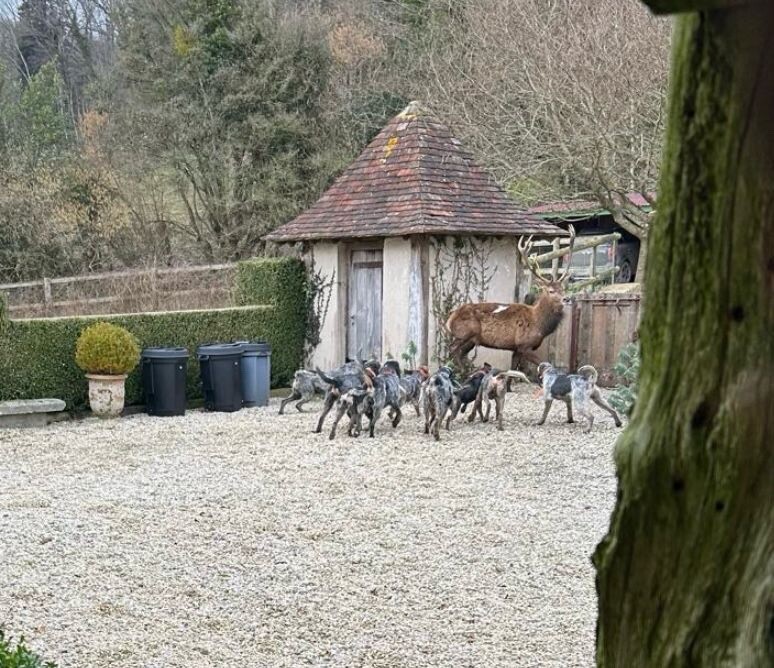« Ils ont massacré l’animal » : Luc Besson dénonce l’intrusion de chasseurs sur son domaine pour tuer un cerf
➡️ l.leparisien.fr/cVNd